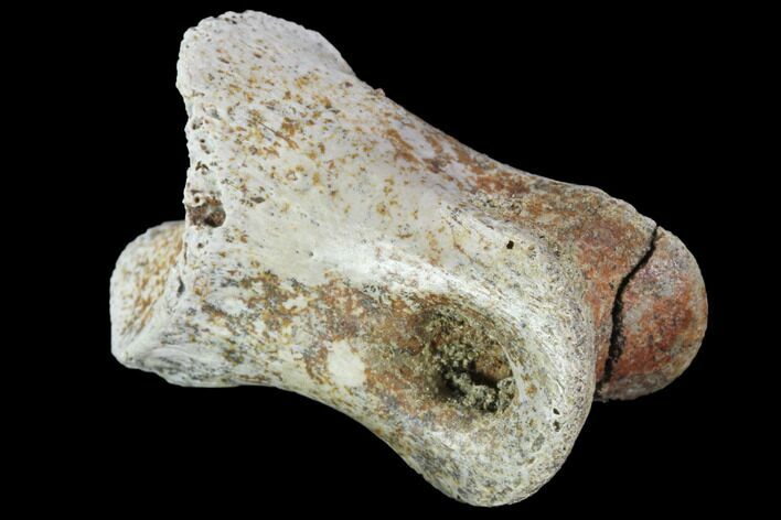 Theropod (Raptor) Toe Bone - North Dakota #88731